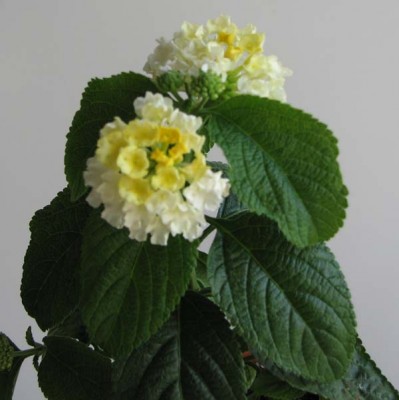 IMG_0538 copy.jpg