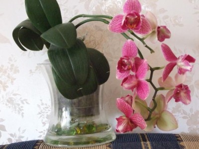 Blumen 039.jpg