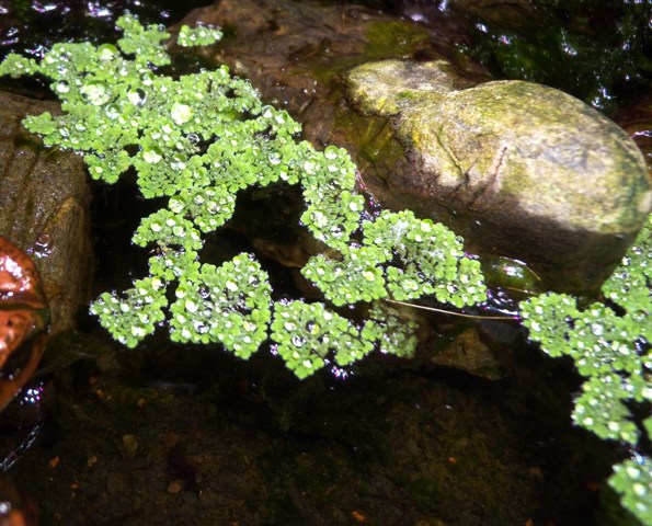 DSCN0008.JPG