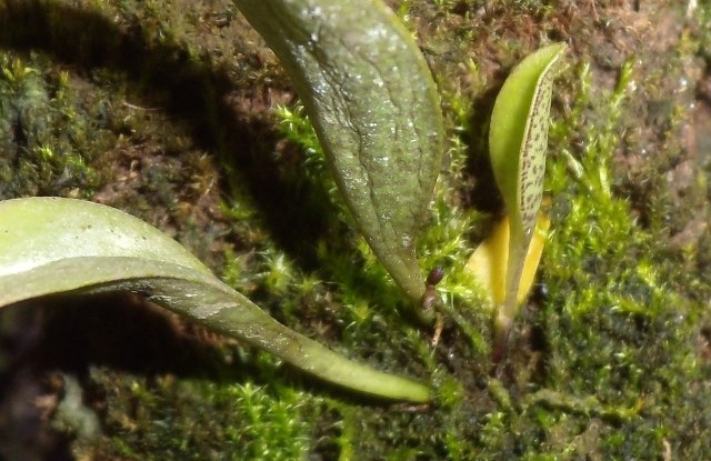 DSCN0010.JPG