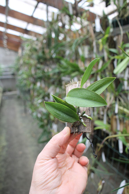 Laelia alaorii.jpg