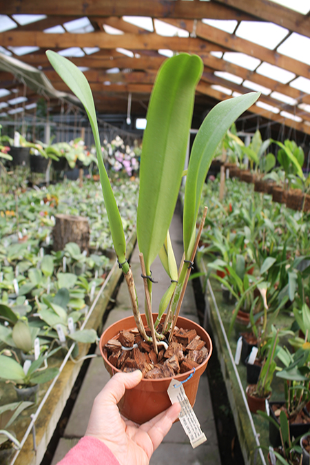 Rhyncholaeliocattleya Kuan Miao Chen.jpg