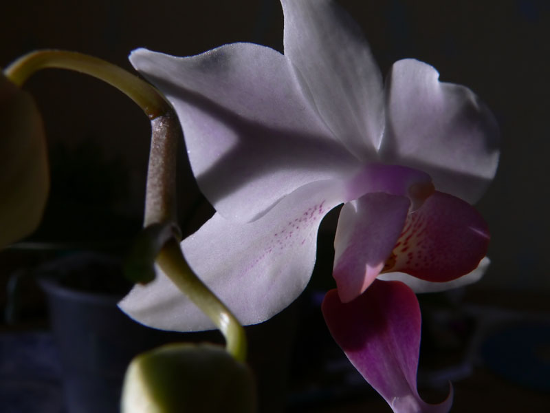 phal1.jpg