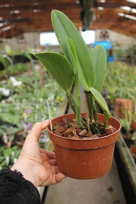 Cattleya maxima.jpg
