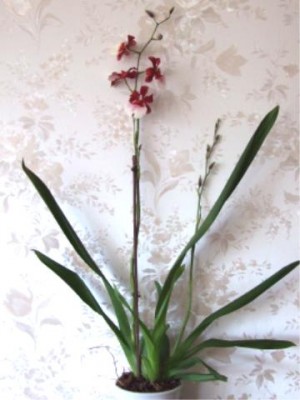 Blumen 055.jpg