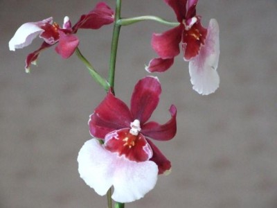 Blumen 052.jpg