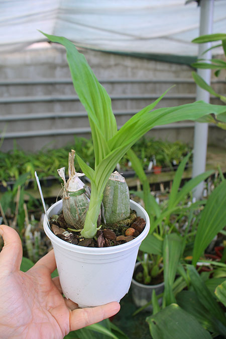 Calanthe rosea.jpg