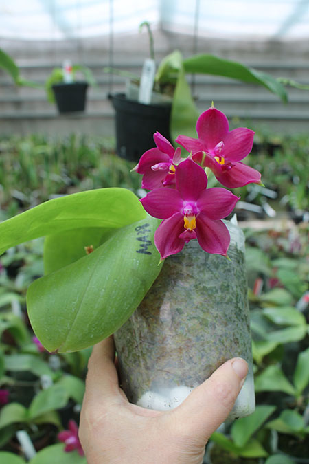 Phalaenopsis Miro Super Star 'Rainbow' x Mituo Prima 'Mituo #1'.jpg