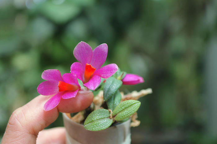 Dendrobium Nagomi pink.jpg
