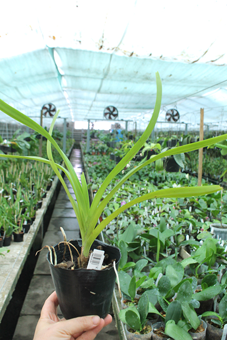 Vanda tricolor.jpg