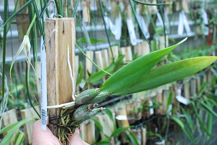 Laelia majale.jpg