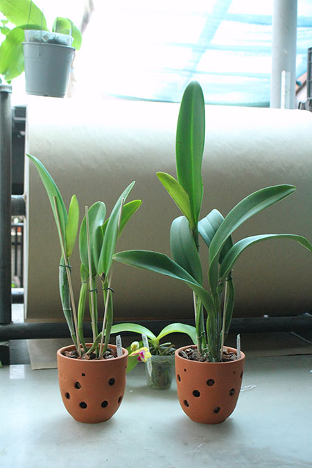 orchid orders.jpg