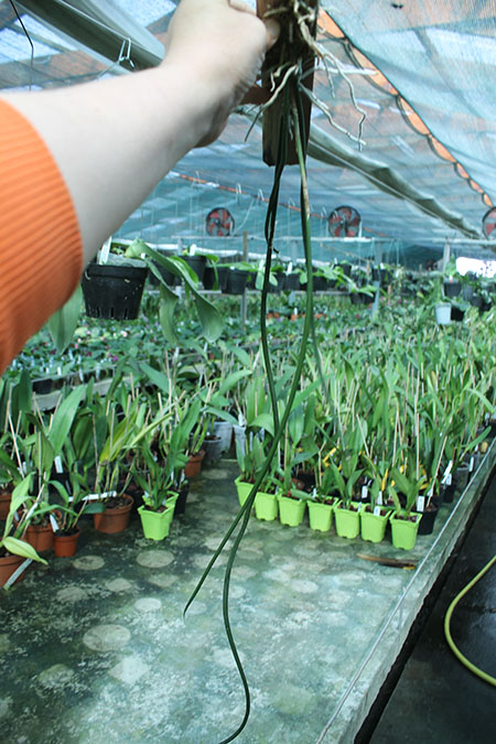 Oncidium stacyi.jpg