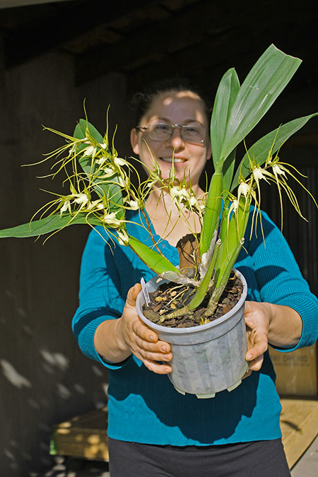 Brassia caudata.jpg