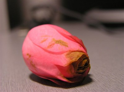 Camelia.JPG