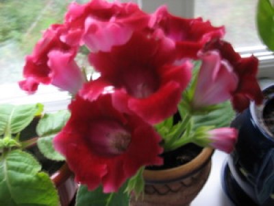 IMG_2463.jpg