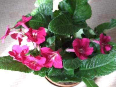 Blumen 003.jpg