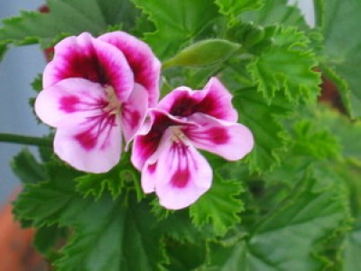 2007 191.jpg