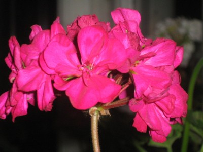 IMG_0967.jpg