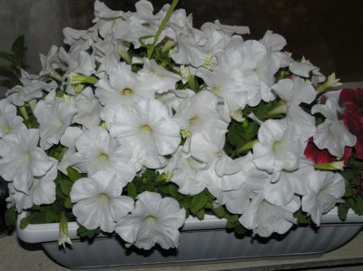 2005.JPG