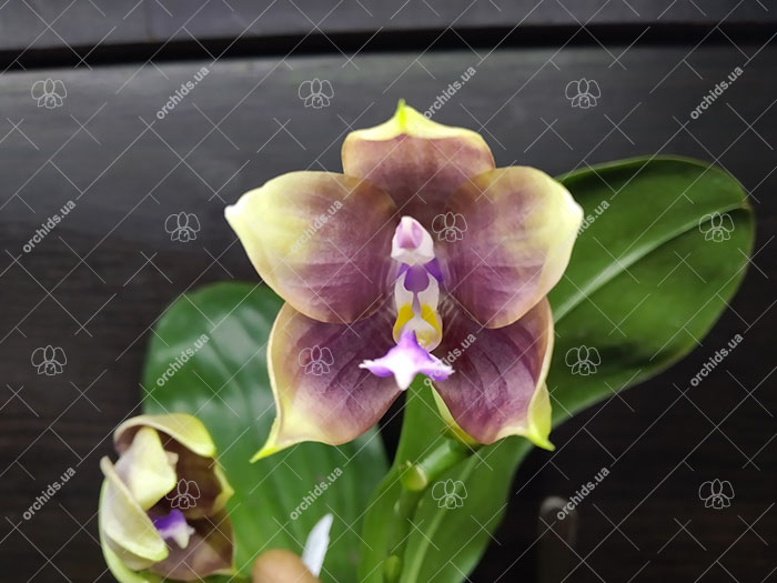 Phalaenopsis Mituo Princess 'Black Beauty' x (speciosa x Mituo Prince) 'Taro purple'.jpg