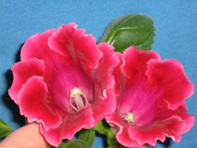 IMG_1121.jpg