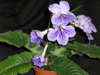 IMG_1092.jpg