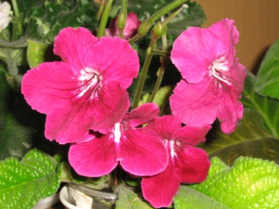 IMG_1142.jpg