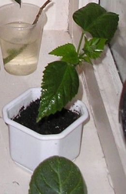 P5310043.jpg