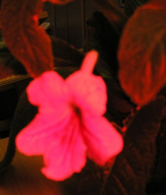 P5310050.jpg