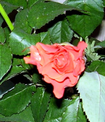 P5110010.jpg