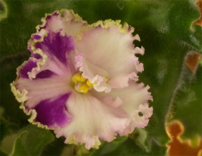 IMGP2312a.jpg
