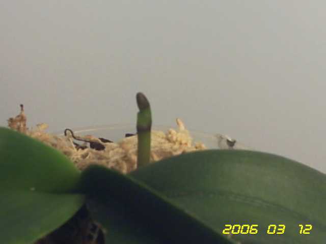PICT0080.jpg