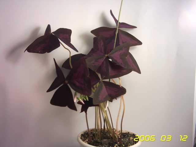 PICT0079.jpg