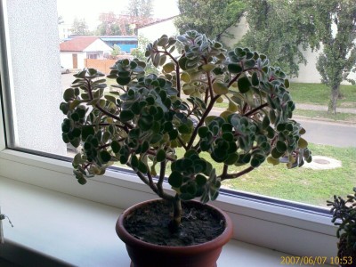 IMAGE_00001.jpg