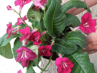 Blumen 003.jpg