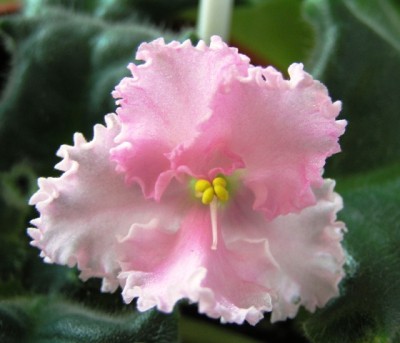 Rosy Ruffles.jpg
