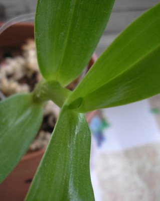 P6100009.jpg