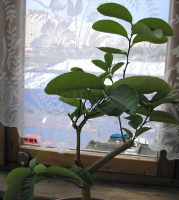 P6100026.jpg