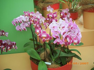 2007 097.JPG