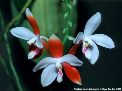 tetraspis.jpg