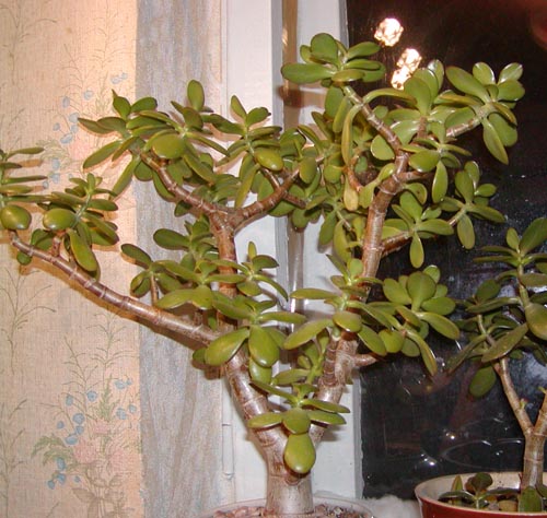 P1010253.JPG