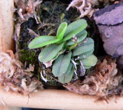 Schoenorchis_fragrans.jpg