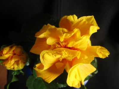 IMG_3220a.jpg