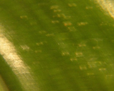 P6201447.jpg