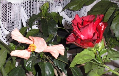 P6220004_2.jpg