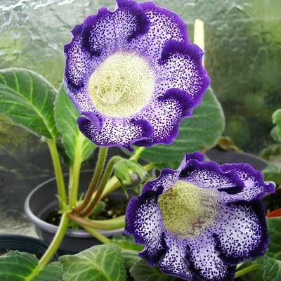 Tigrina Blue