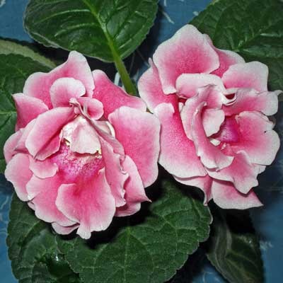Peach Rose
