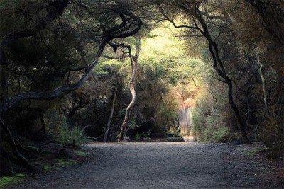 rtr_forest3_640.jpg