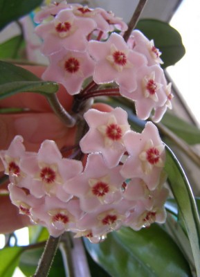 hoya4.jpg